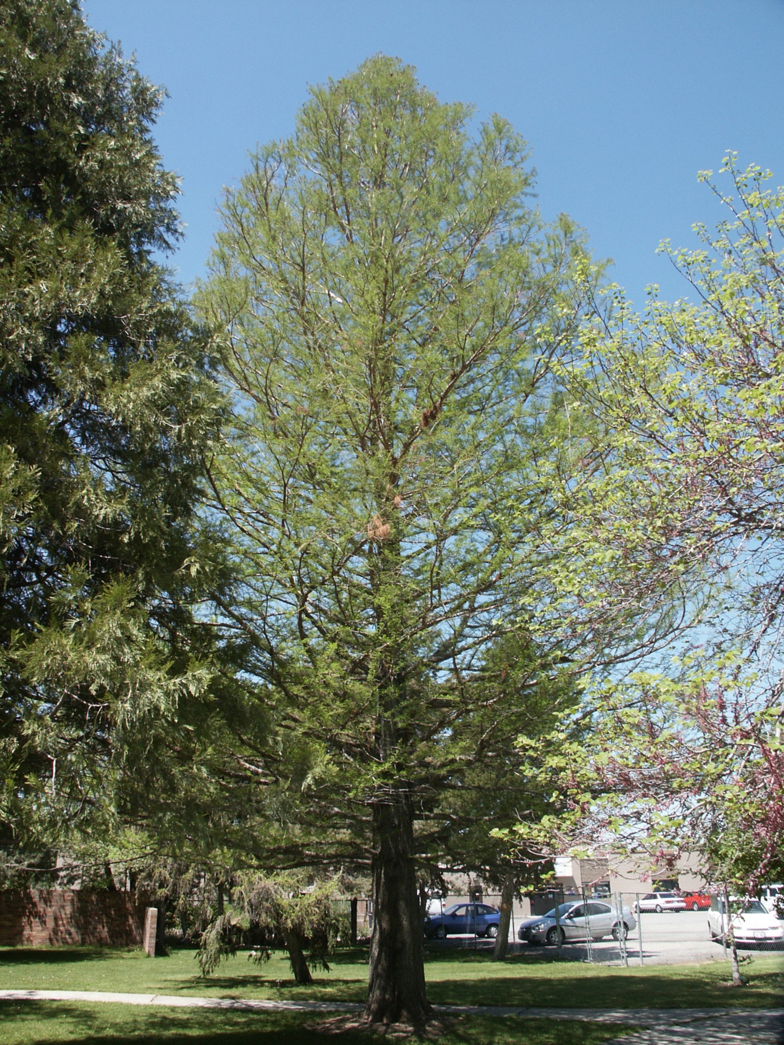 Baldcypress tree
