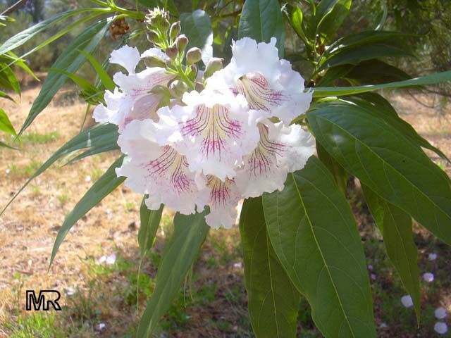 Chitalpa flowers