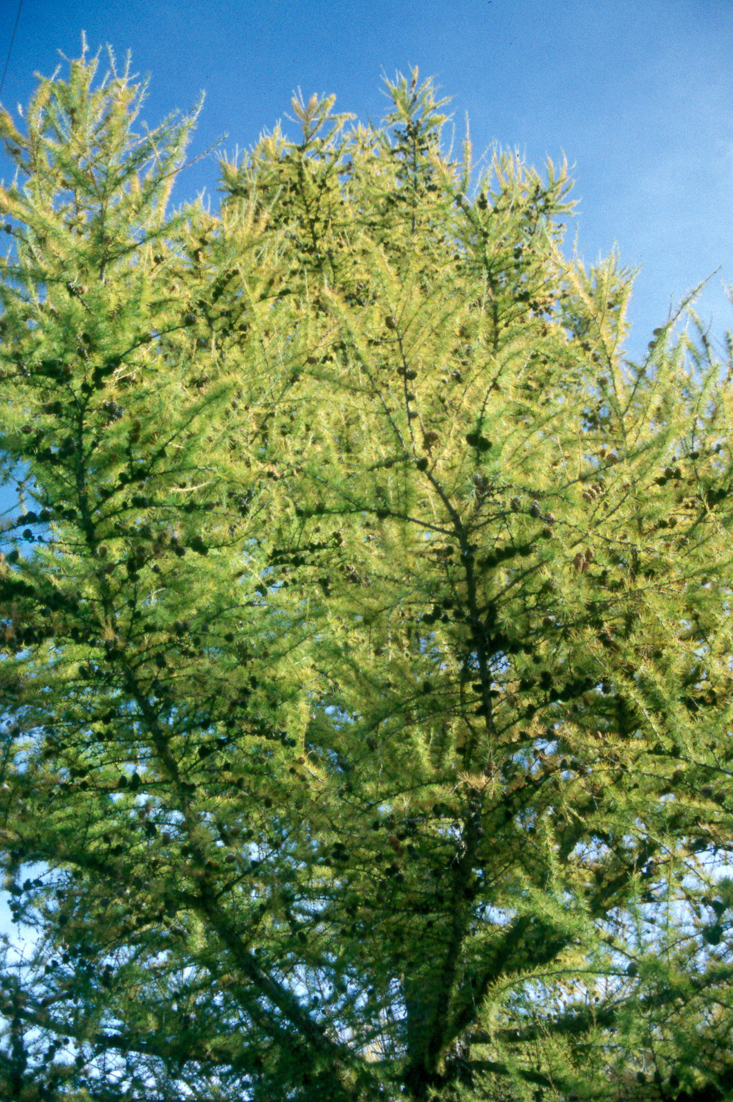 European larch tree