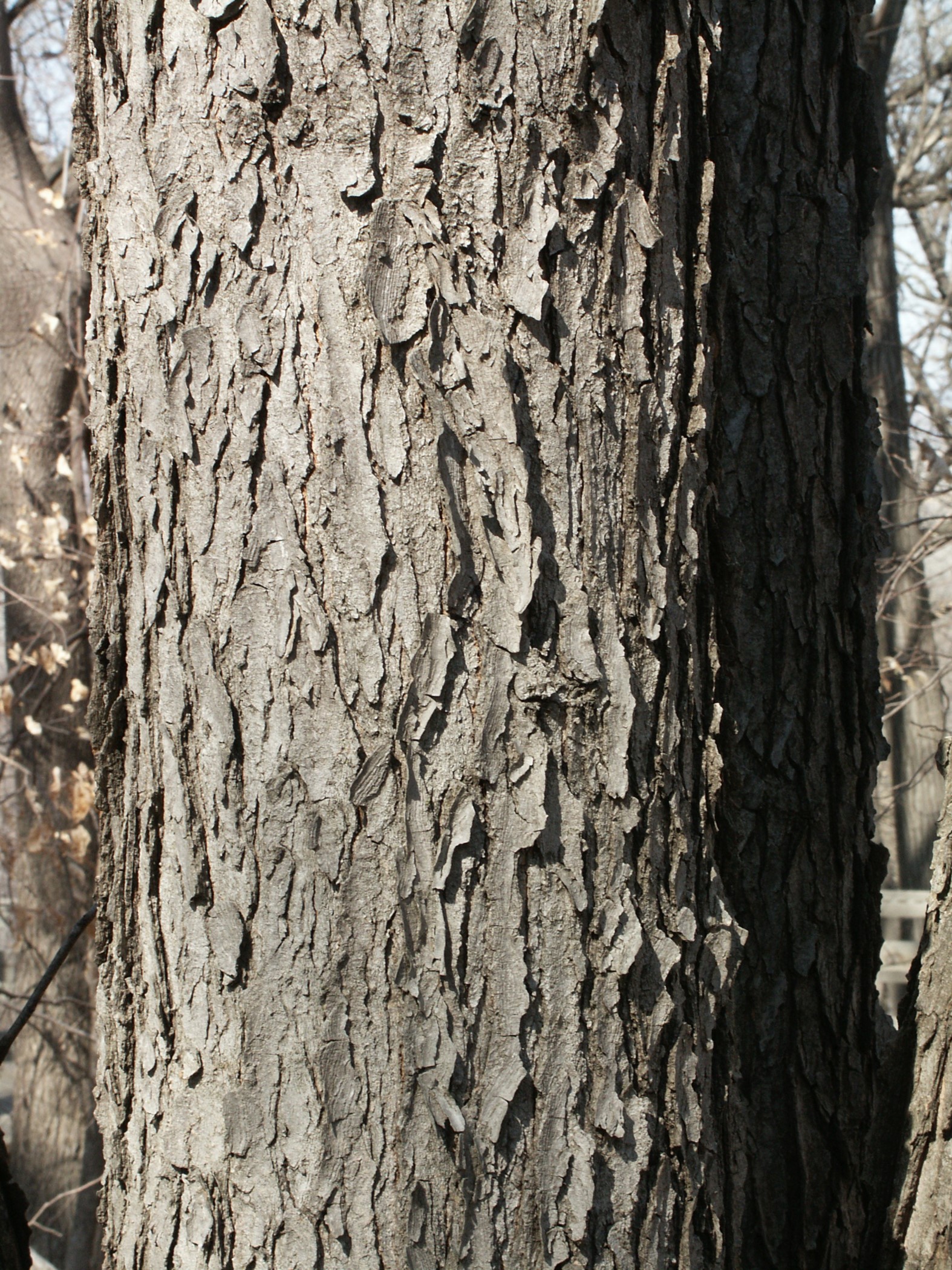 Kentucky coffeetree bark