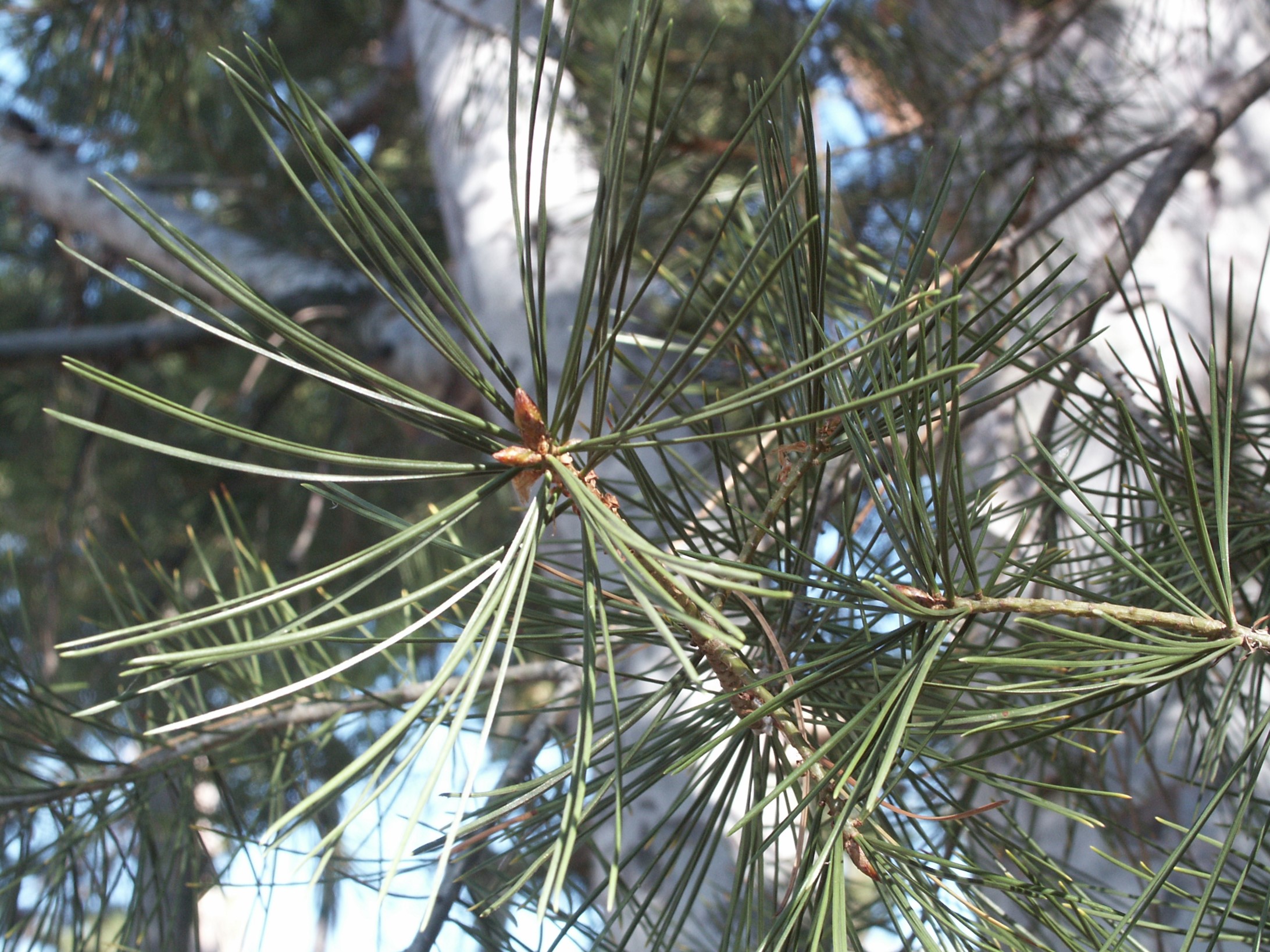 Lacebark Pine needles