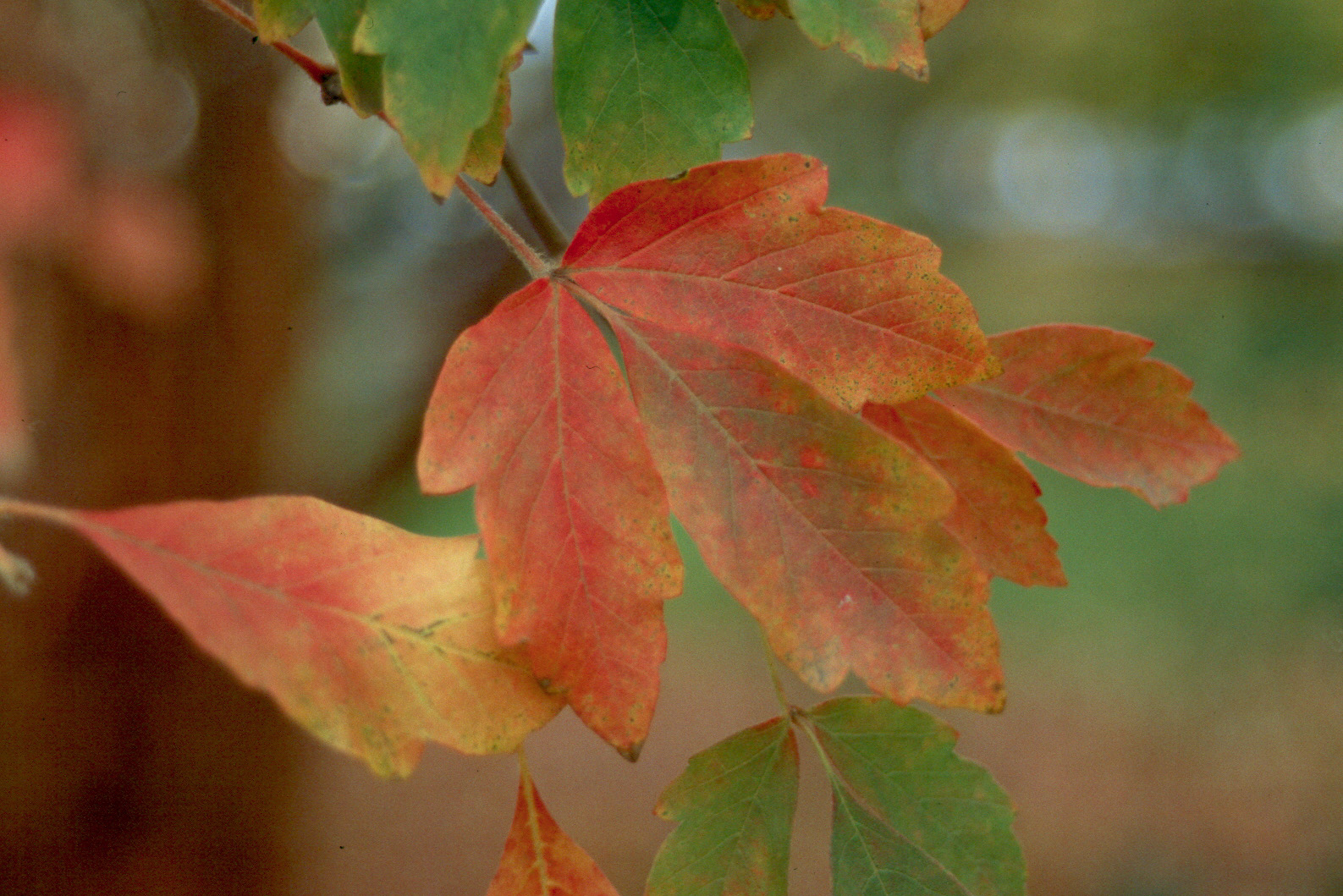 Paperbark maple leaves