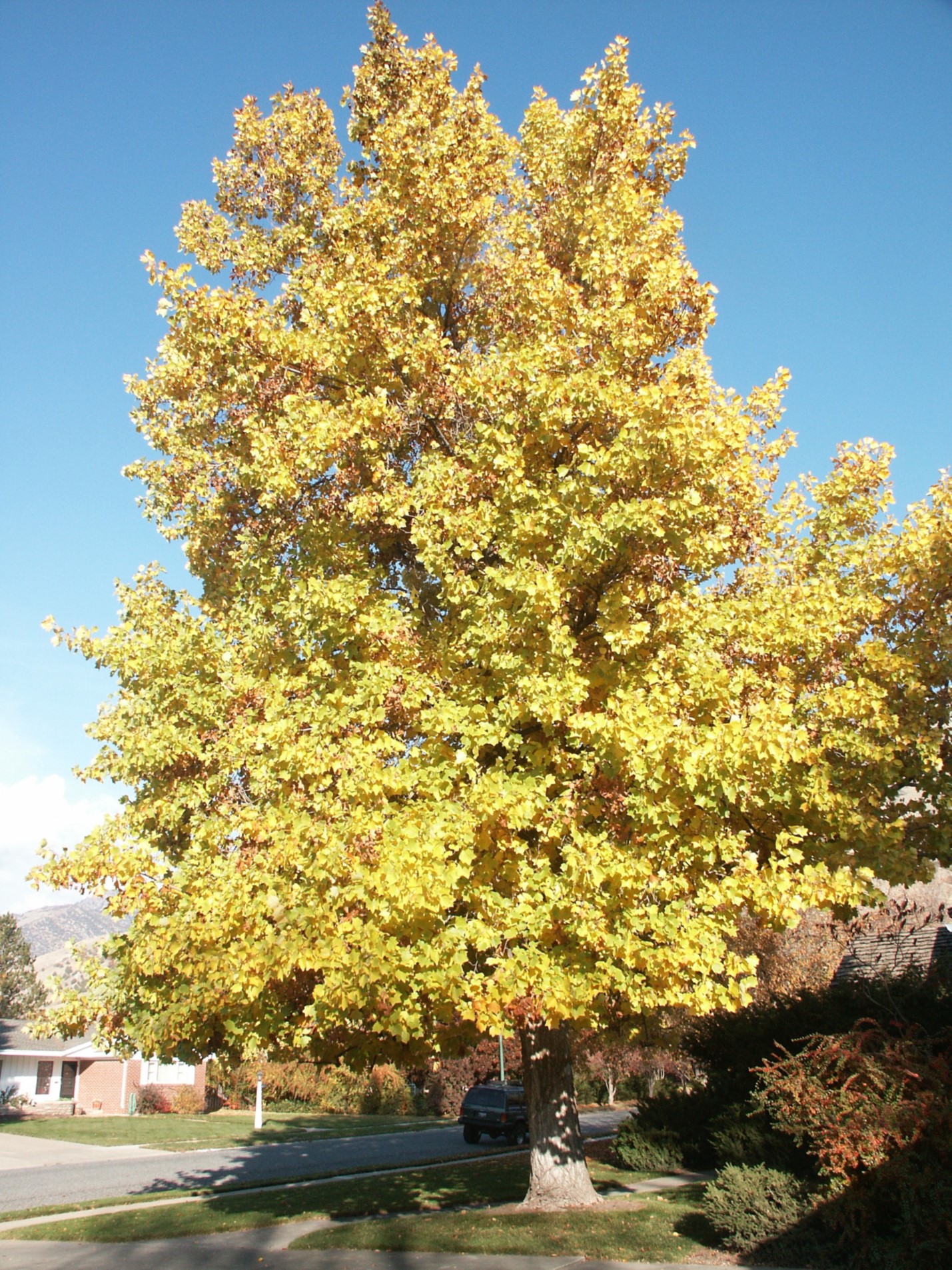 Yellow-poplar tree