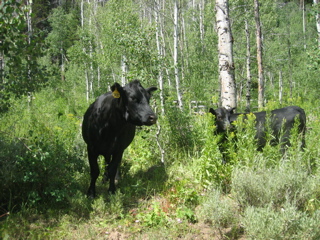 Cows grazing in a forest.