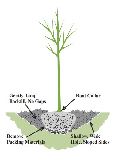 Diagram with root collar, shallow and wide hole with sloped sides, and instructions to gently tamp backfill (no gaps) and to remove packing materials.