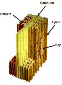 Connifer stem tissues diagram showing phloem, cambium, xylem, and ray.