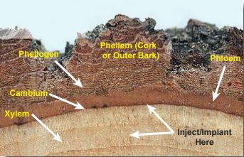 Cross section of trunk edge with vascular system tissues, showing the xylem, cambium, phellogen, phellem (cork or outer bark), phloem, and where to inject/implant.
