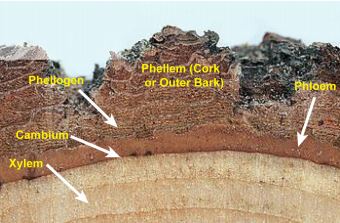Cross section of an outer tree trunk, showing the xylem, cambium, phellogen, phellem (cork or outer bark), and phloem.