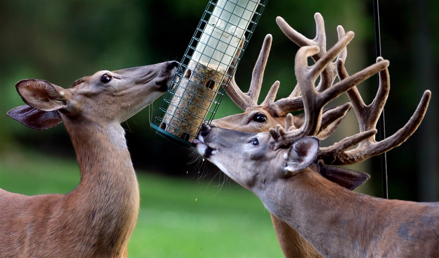 Deer eating from a bird feeder