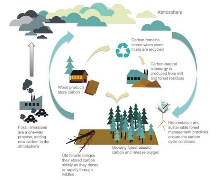 A graphic describing the carbon cycle. The following steps are cyclical: 1. Growing forests absorb carbon and release oxygen. 2. Old forests release their stored carbon slowly as they decay or rapidly through wildfire. 3. Wood products store carbon. 4. Carbon remains stored when wood fibers are recycled. 5. Carbon-neutral bioenergy is produced from mill and forest residues. 6. Restoration and sustainable forest management practices ensure the carbon cycle continues. End of cyclical steps. The following point is not part of the cycle: Fossil emissions are a one-way process, adding new carbon to the atmosphere.