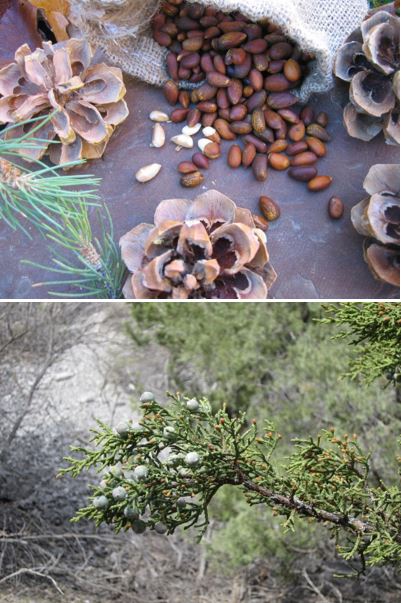 Pinyon-junipers berries and nuts