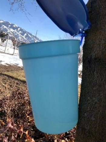 A blue plastic bucket hangs from a tree with a blue plastic lid