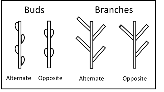 A diagram of alternate buds compared to opposite buds. A diagram of alternate branches to opposite branches