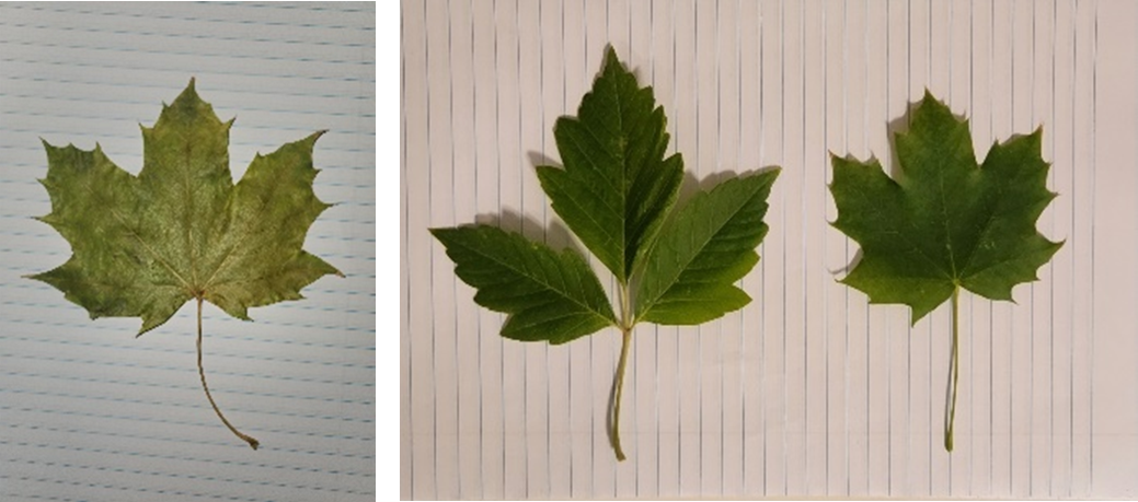 Three different leaves mounted on paper.