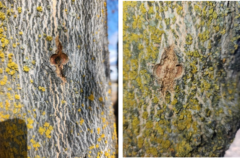 Two images of tree trunks, one with a partially healed scar, one with an almost completely healed scar