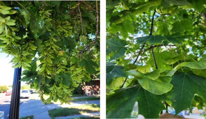 Two pictures of leaves and seeds hanging from trees. 