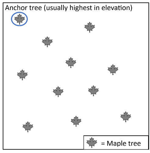 A diagram of several trees with one circled. Text reads "Anchor tree (usually highest in elevation)"