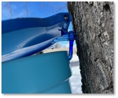 A blue plastic bucket hangs on a blue plastic spile