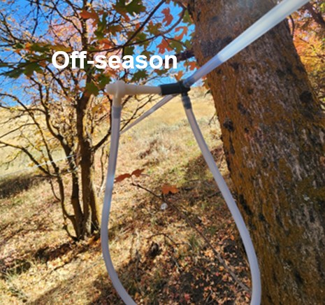T shaped tubing in front of a tree with the spile hooked on the T. Text reads "Off-season"