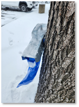 A plastic bag is held up by a metal frame attached to a tree