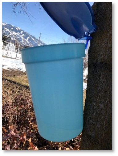 A blue plastic bucket hangs on a tree