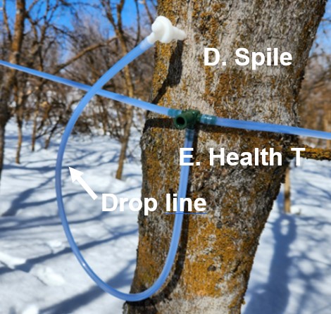 Tubing in a T shape with a spile connecting the tree to the tube.
