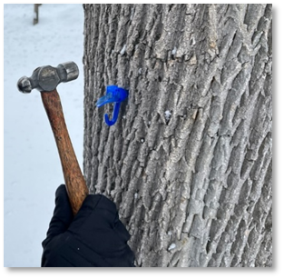 Using a small hammer to tap a blue plastic spile into a tree