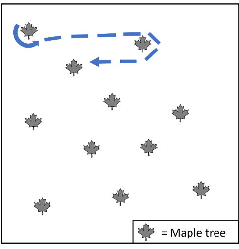 A diagram of several trees with a dotted line tracing around and between trees.