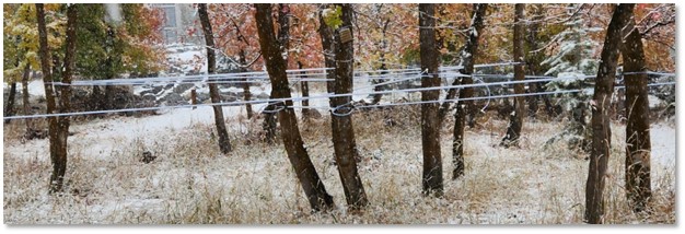 A web of white tubes runs to and between many trees.
