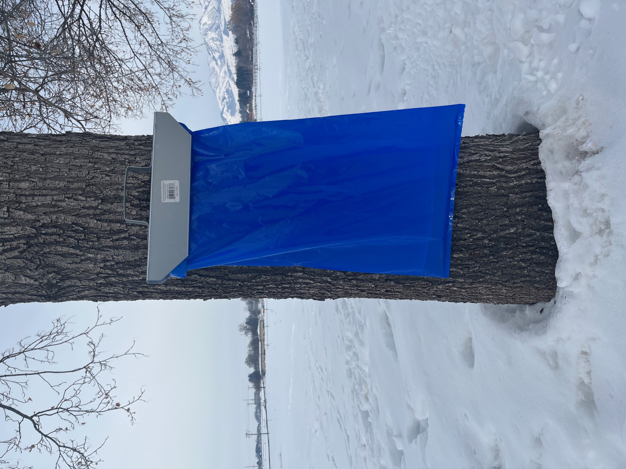A blue plastic bag hangs from a tree.