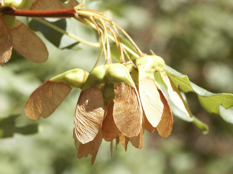 Close up of maple seeds