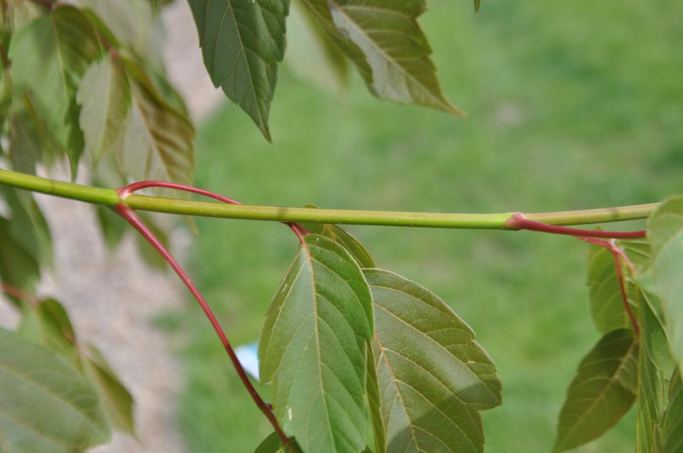 Close up of a twig with leaves coming off.