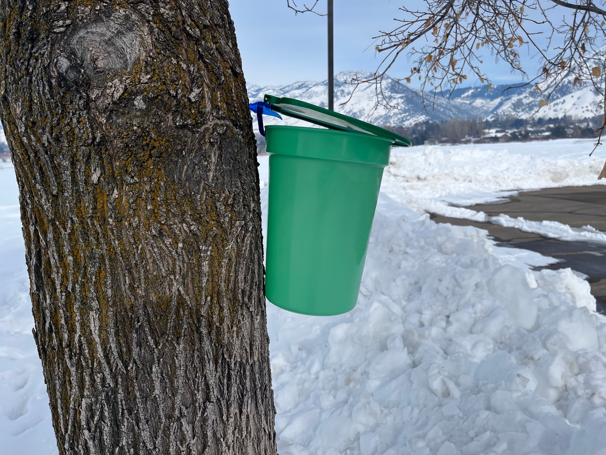 A green plastic bucket with a lid hangs on a tree