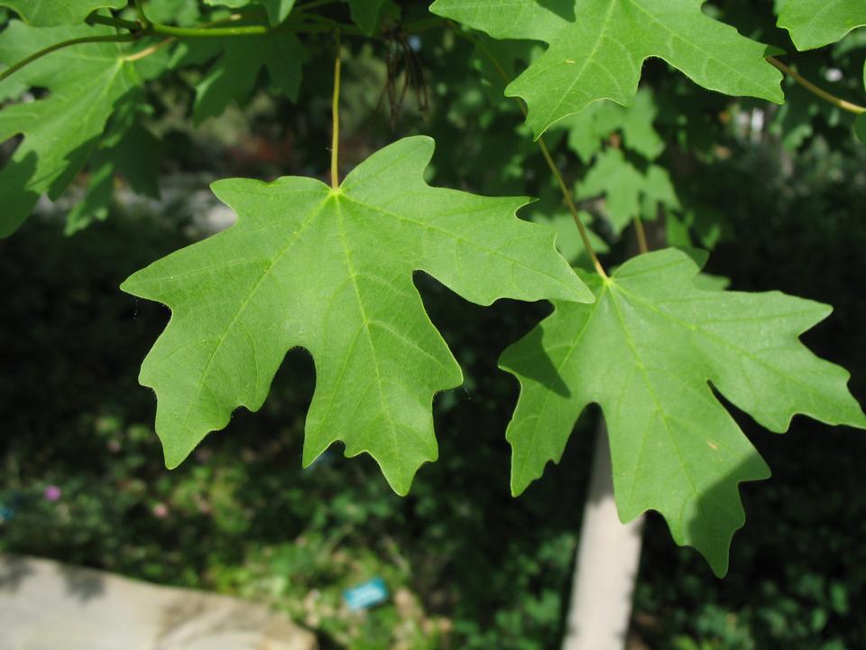 Bigtooth maple leaves