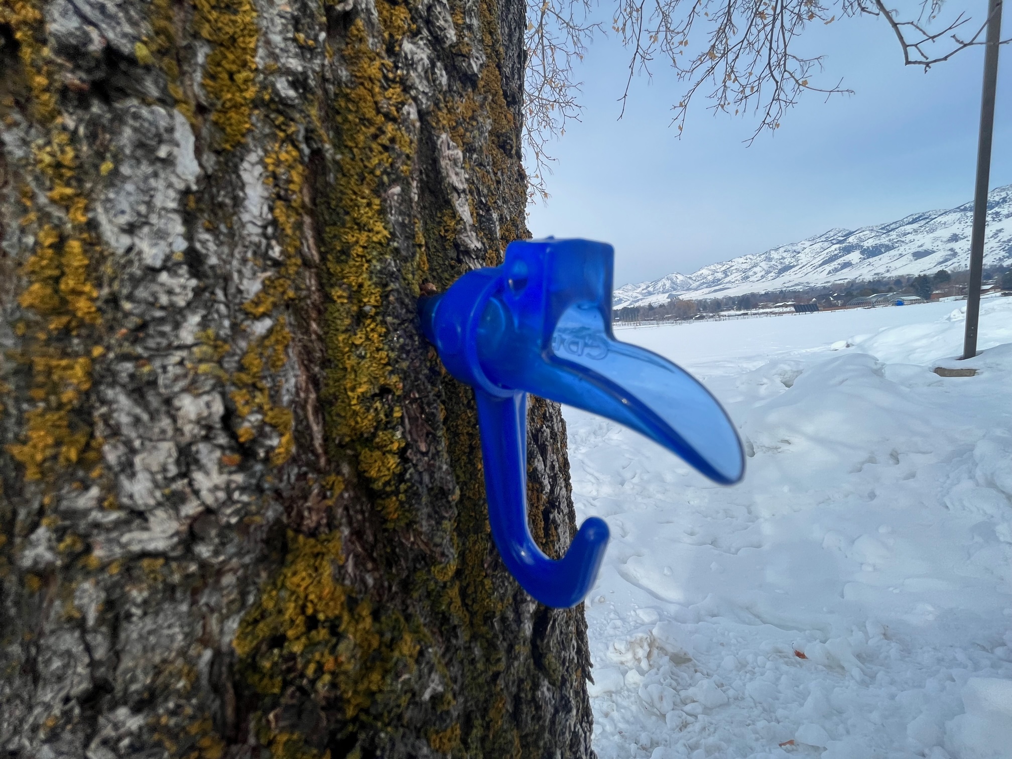 A blue plastic spile in a tree trunk