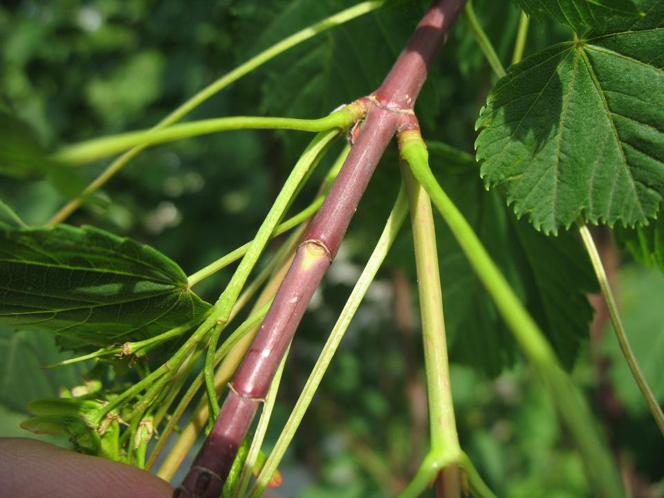 Close up on a twig