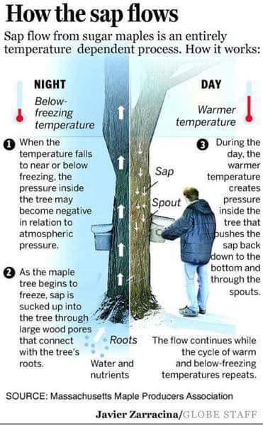 Sap flow from sugar maples is an entirely temperature dependent process. Here's how it works. At night, with below-freezing temperature: 1. When the temperature falls to near or below freezing, the pressure inside the tree may become negative in relation to atmopheric pressure. 2. As the maple tree begins to freeze, sap is sucked up into the tree through large wood pores that connect with the tree's roots. Day, warmer temperature. 3. During the day, the warmer temperature creates pressure inside the tree that pushes the sap back down to the bottom and through the spouts. The flow continues while the cycle of warm and below-freezing temperature repeats.