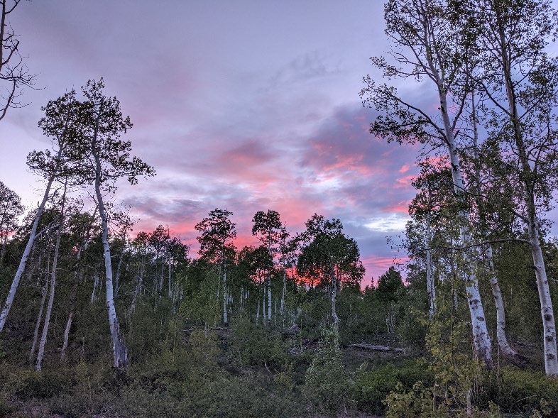 Quaking aspens in a mountain during a sunset.