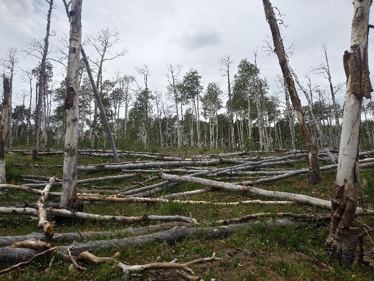 Dead quaking aspens laying on the ground.