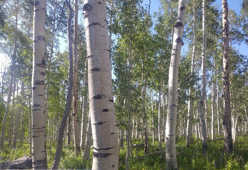 Quaking aspens in a dense forest.