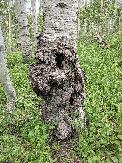 Quaking Aspen trunk with decay and damage.