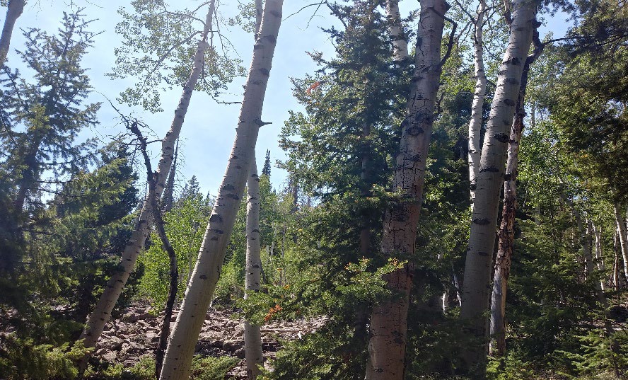 Quaking Apsen forest in the mountains.