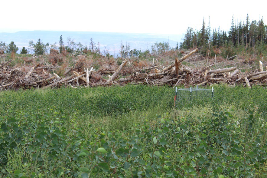 Quaking Aspen regenerations in a clearing.
