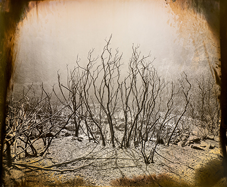 Artwork depicting burned branches of a bush.