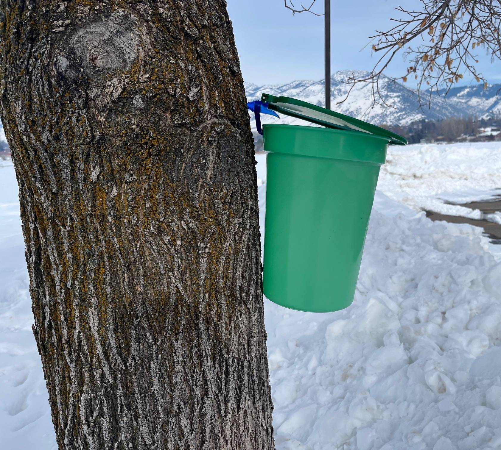 A green bucket hanging off a maple tree.