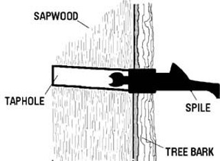 A diagram of a taphole through the bark and into the sapwood, with a spile inserted into the hole.