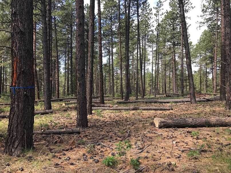 Section of forest showing both trees standing and trees felled for lumber