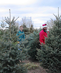 Pine Tree Farm with workers
