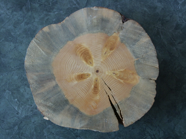 Cross-section of a tree
