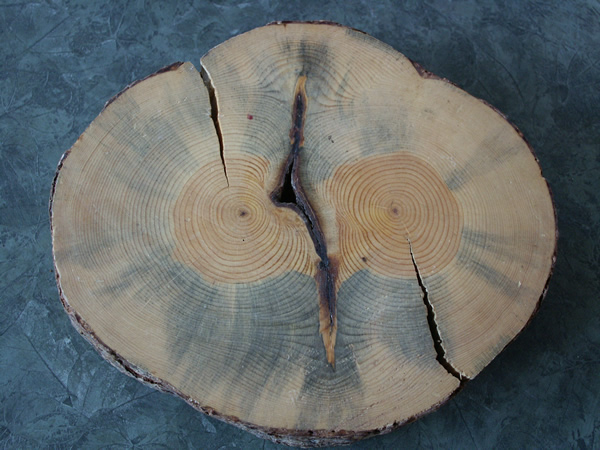 Tree disk
